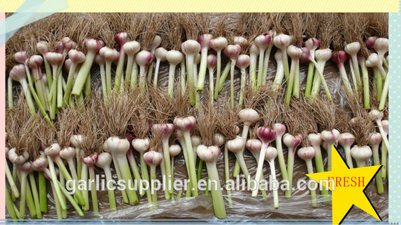 PURE WHITE GARLIC NEW CROP