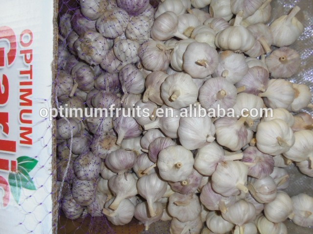 China new harvest fresh purple garlic price for export