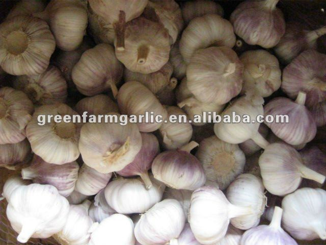 china fresh garlic price