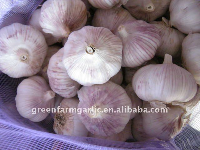 chinese normal/pure white garlic