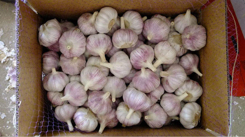 Cold Storage Red Garlic 250g/bag, 5kg/mesh bag