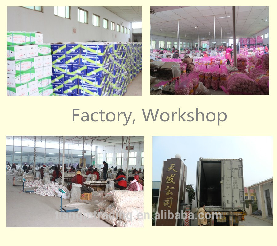 2014 Cold Room Garlic Supplier/Exporter of garlic