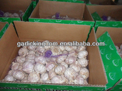 new crop Shandong fresh garlic