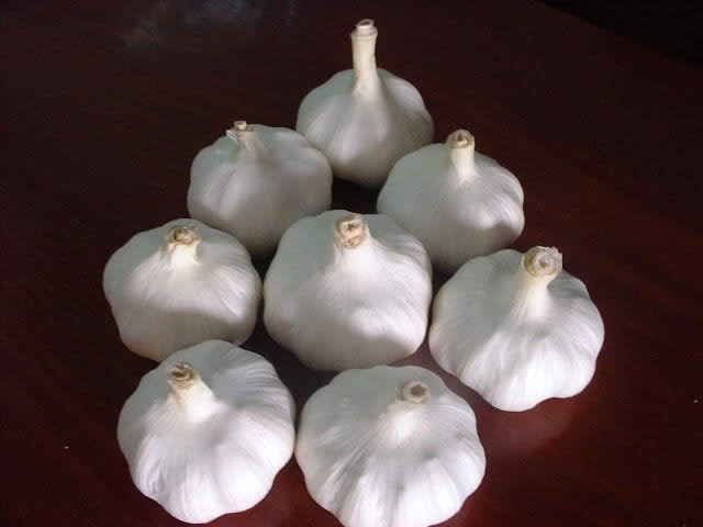 Chinese garlic for export