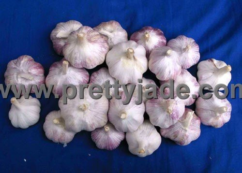 hot sale garlic