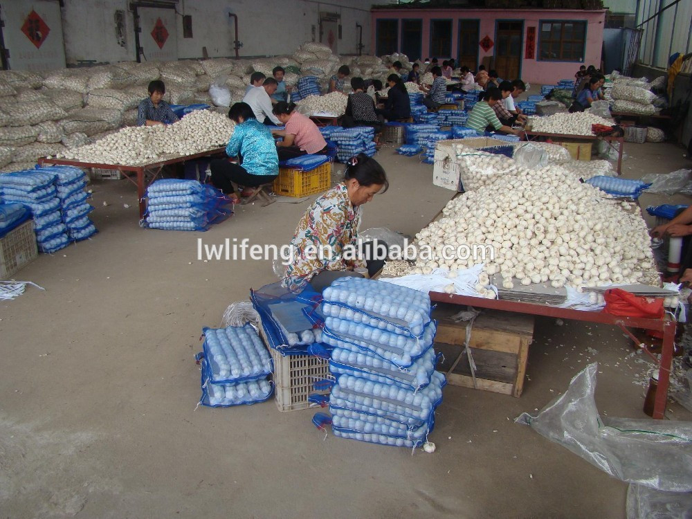 2017 chinese perfect quality pure white garlic