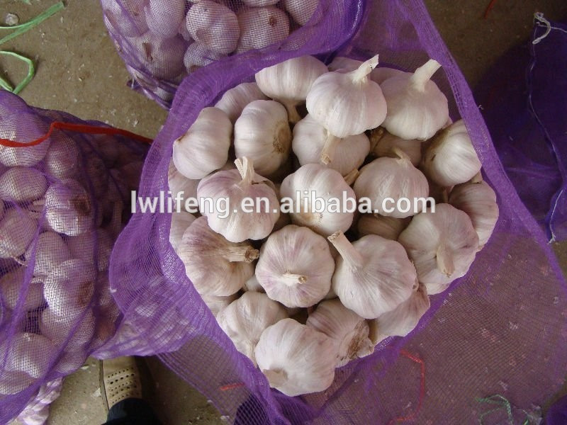 chinese fresh garlic