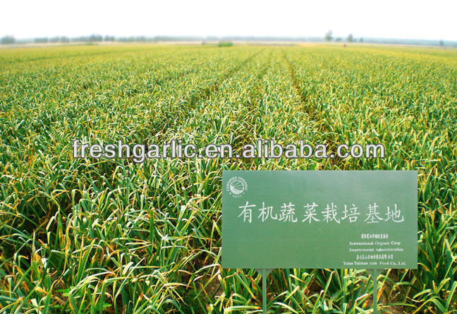 Chinese natural vegetable seeds garlic