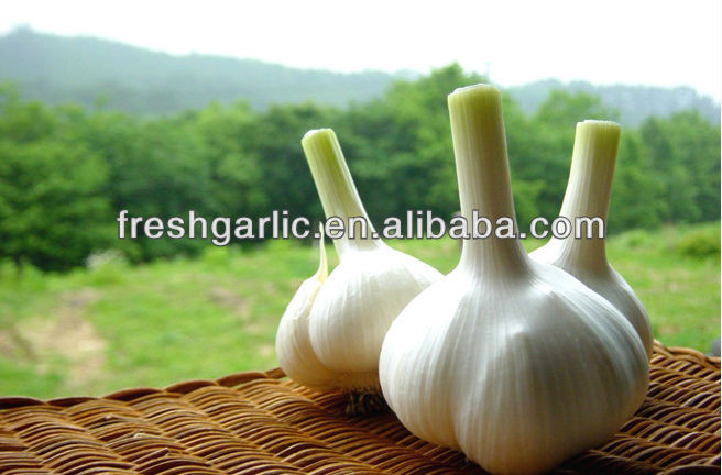 Chinese natural vegetable seeds garlic