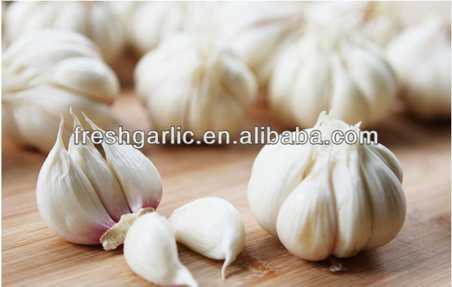 Chinese natural vegetable seeds garlic