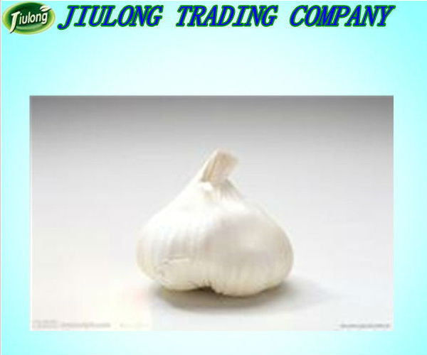 Jinxiang natural garlic biggest supplier hot sale