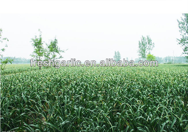 Jinxiang natural garlic biggest supplier hot sale