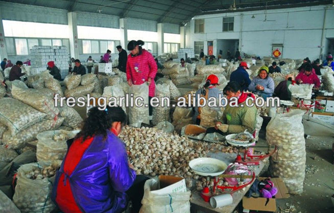 Jinxiang natural garlic biggest supplier hot sale