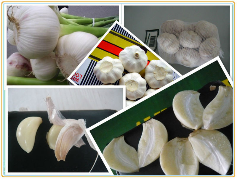 Products exported to dubai garlic