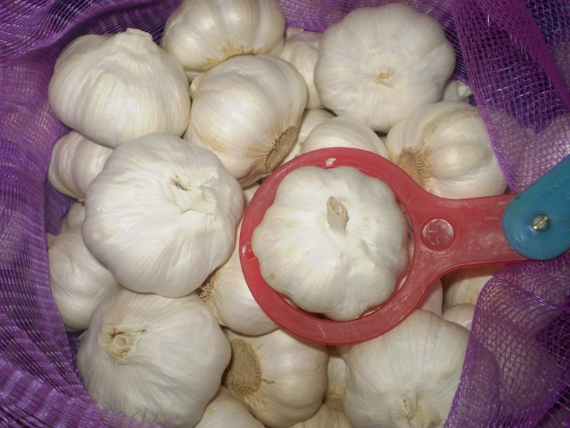 Supply Fresh Garlic with High Quality in Low Price