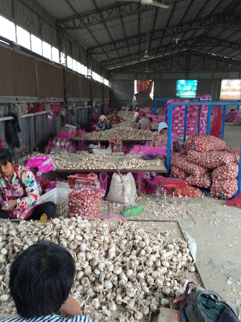 China Garlic of 2017 Crop in Hot Sale