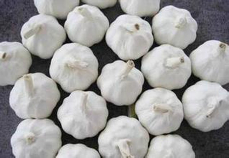 Garlic Box 10kg Exporting Standard Chinese Fresh Garlic with Reasonable Price