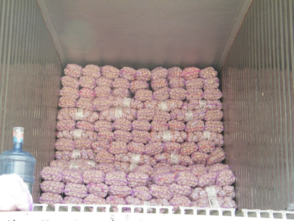 Pure/Snow/All White Garlic for North America Market