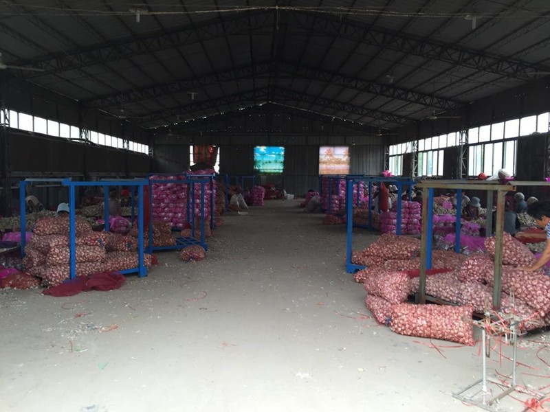 New Crop Garlic with Factory Price in own Plant