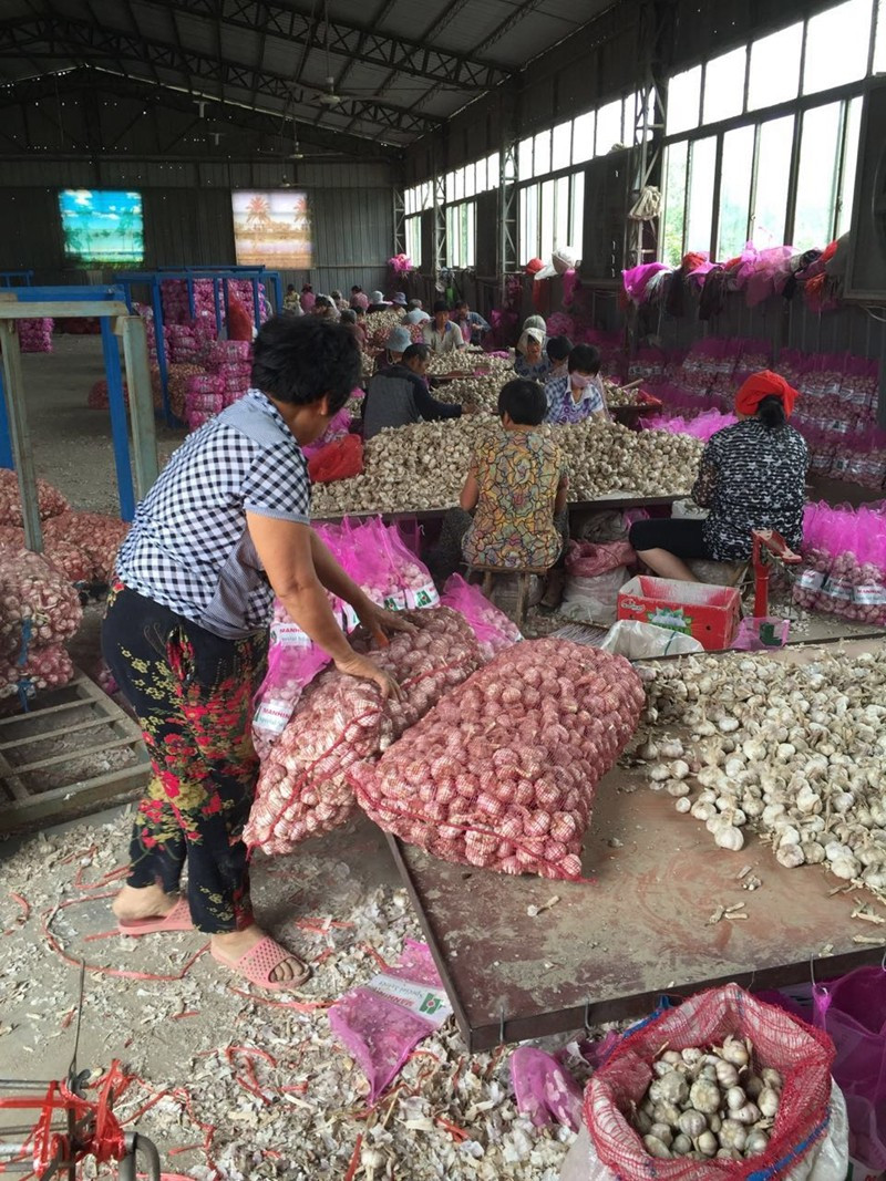 Fresh Jinxiang Garlic in Hot Sale of Competitive Price