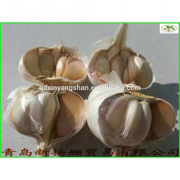 2017 2017 year china new crop garlic Fresh  China  Garlic  Production  Price