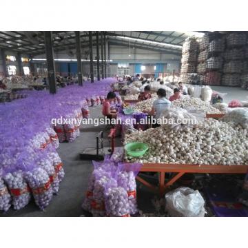 2017 2017 year china new crop garlic Fresh  China  Garlic  Production  Price