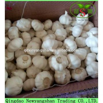 2017 2017 year china new crop garlic Fresh  China  Garlic  Production  Price