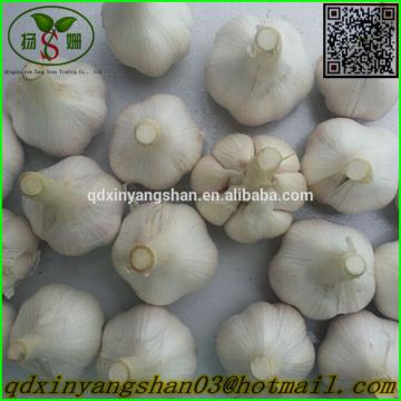 Garlic 2017 year china new crop garlic Production  Peeled  Garlic  Wholesale  Price