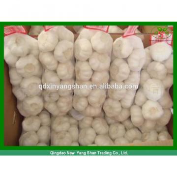 Fresh 2017 year china new crop garlic Garlic  Packing  In  Mesh  Bag For Sale In A Wholesale Price