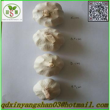 Professional 2017 year china new crop garlic Chinese  Garlic  Supplier  Health  Benifits Fresh White Garlic