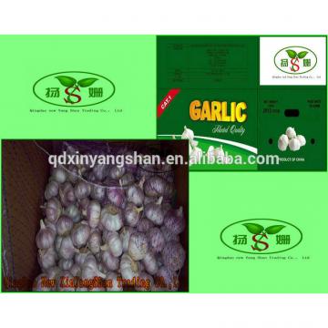 Professional 2017 year china new crop garlic Garlic  Exporter  In  China  Wholesale Chinese Garlic Packing In 10KG Boxes