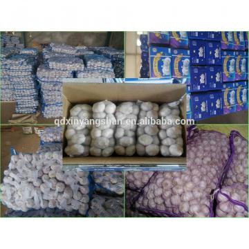 Professional 2017 year china new crop garlic Garlic  Exporter  In  China  Wholesale Chinese Garlic Packing In 10KG Boxes