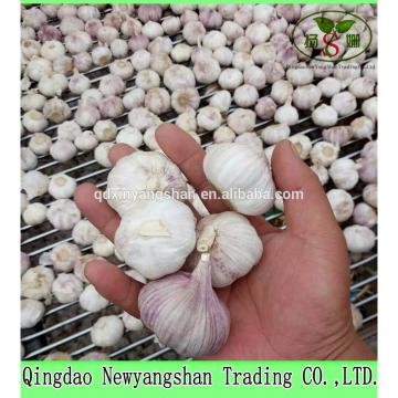 2017 2017 year china new crop garlic Chinese  Nature  Normal/Purple  Garlic  Price