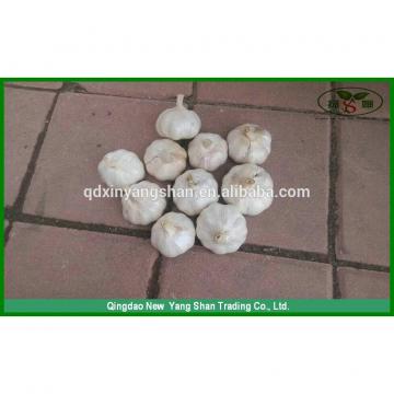 (HOT) 2017 year china new crop garlic Fresh  white  GARLIC/GARLIC  SIZE:  More Than 5CM