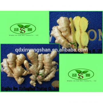 (HOT) 2017 year china new crop garlic Fresh  white  garlic  specification  more than 5 cm/GARLIC