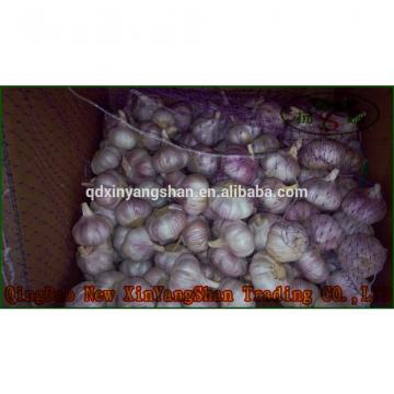 (HOT) 2017 year china new crop garlic Shandong  Purple  Garlic  Product  Exporte to Dubai 10kg/Carton