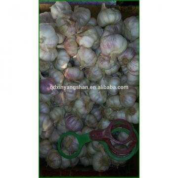 (HOT) 2017 year china new crop garlic Purple  garlic  exporters  