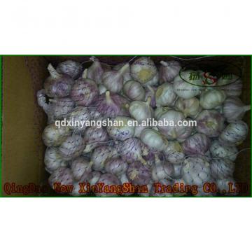 Pure 2017 year china new crop garlic Purple  Garlic,  Normal  Purple  Garlic