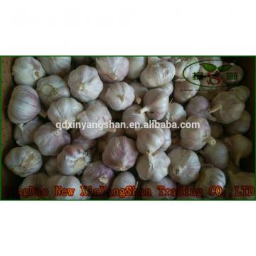 Pure 2017 year china new crop garlic Purple  Garlic,  Normal  Purple  Garlic