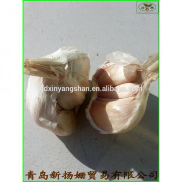 fresh 2017 year china new crop garlic garlic  vegetable  distributor  in  China