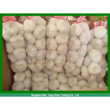 China&#39;s 2017 year china new crop garlic fresh  garlic  -  shandong 