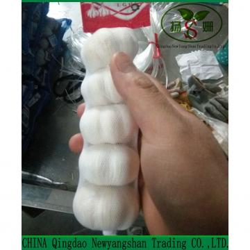 Fresh 2017 year china new crop garlic Chinese  Garlic  Wholesale  Price 