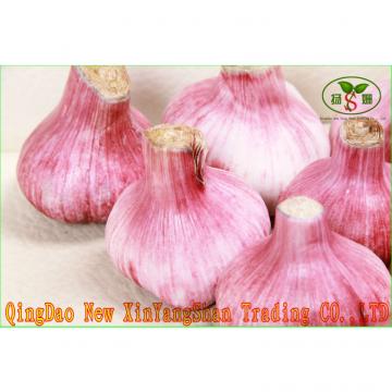 2017 2017 year china new crop garlic Fresh  Garlic  Price  Chinese  Garlic