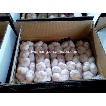 FRESH 2017 year china new crop garlic GARLIC    