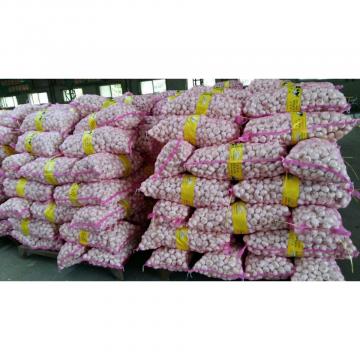 Normal 2017 year china new crop garlic white  fresh  garlic  with  carton mesh bag