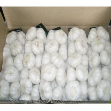 Cheap 2017 year china new crop garlic Wholesale  Natural  white  fresh  garlic with mesh bag or ctn