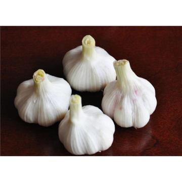 Chinese 2017 year china new crop garlic normal  white  fresh  garlic 