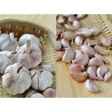 2017 2017 year china new crop garlic fresh  5.5  natural  white  garlic