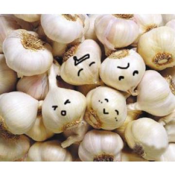 Hot 2017 year china new crop garlic sale  fresh  Chinese  normal  white garlic price