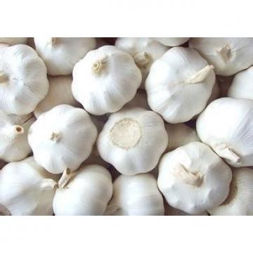 ISO 2017 year china new crop garlic Global  GAP  HACCP  KOSHER  JAS certification fresh garlic